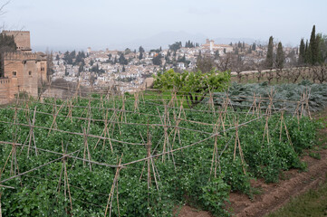 View on vegetables gardens with green onion and broad beans plants on hill and medieval fortress Alhambra in Granada, Andalusia, Spain