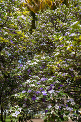 Double color blossom of brunfelsia pauciflora tropical free with white and purple flowers