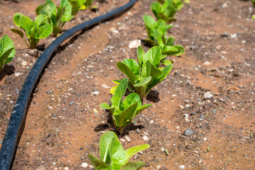 Farm fields with fertile soils and rows of growing  green lettuce salad in Andalusia, Spain