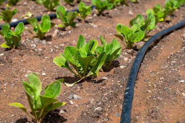 Farm fields with fertile soils and rows of growing  green lettuce salad in Andalusia, Spain