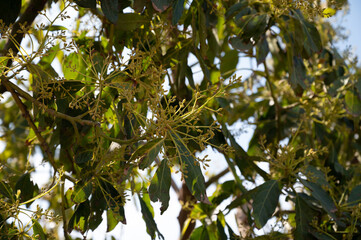 Seasonal blossom of evergreen avocado trees on plantations in Costa Tropical, Andalusia, Spain