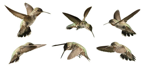 Transparent PNG of Various Hummingbirds In Flight