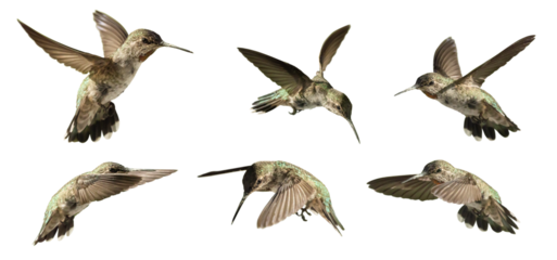 Transparent PNG of Various Hummingbirds In Flight