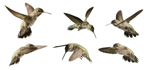 Poster Transparent PNG of Various Hummingbirds In Flight © Andy Dean