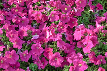 Colorful petunia flowers close up. Petunia plant with red flowers. Closeup Petunia flowers. Red Petunia flowers in the garden.