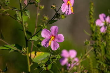 Saltmarsh Mallow (wild hibiscus)