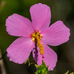Saltmarsh Mallow Bloom closeup  (wild hibiscus)