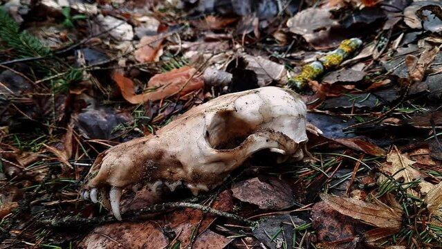 lesa's skull lying on rotten leaves