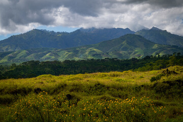 Fototapeta na wymiar Rolling green mountains with yellow flowers as foreground in cloudy weather at Ijen National Park
