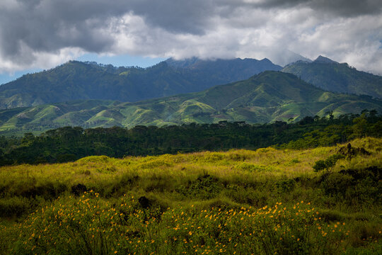 Rolling green mountains with yellow flowers as foreground in cloudy weather at Ijen National Park