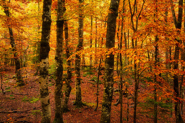 Autumnal trees in a forest