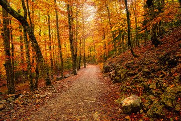 Naklejka premium Path in a forest with autumn colorful trees