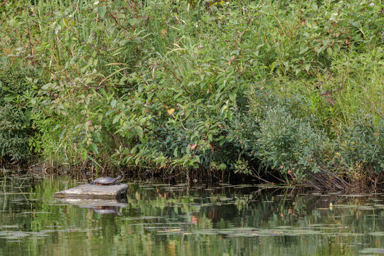 Painted Turtle sunning in Little Hosmer Pond