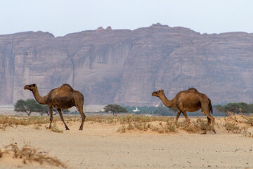 Train of wild camels in the desert of Al-'Ula Saudi Arabia