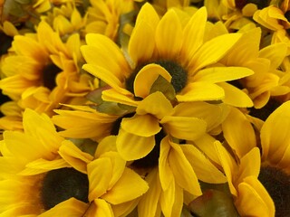 Fototapeta premium floral abstract background bright yellow daisy