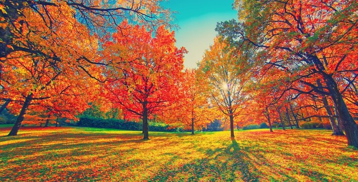 Autumn forest path. Orange color tree, red brown aspen leaves in fall city park Nature scene sunset fog Woods in scenic garden Bright light sun sky Sunrise of a sunny day, morning calm sunlight view