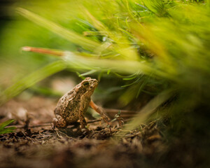 RANA EN HABITAD NATURAL 