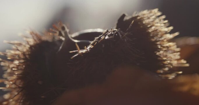 Chestnuts in a bur on hand autumn or fall lens flares macro close up