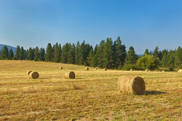 Round hay bales in farm field.