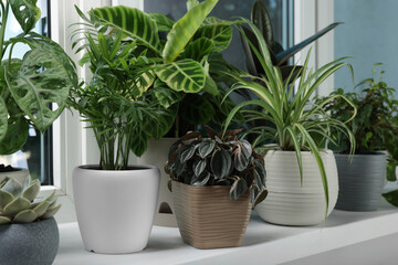 Different beautiful potted houseplants on window sill indoors