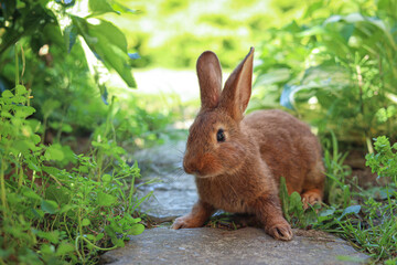 Cute fluffy rabbit on paved path in garden