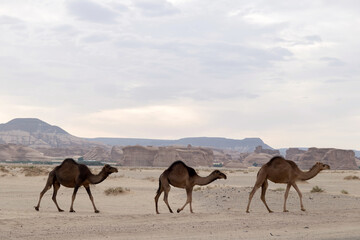 Train of wild camels in the desert of Al-'Ula Saudi Arabia