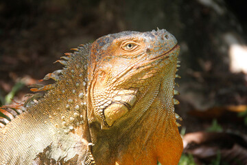 Tropical iguana Close up in the morning 
