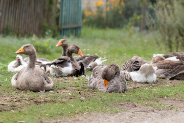 Domestic geese graze. Pets. Geese on the street. A flock of gray geese grazes on the green grass.