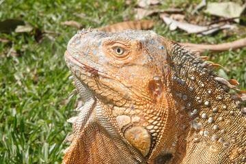 Iguana reptile