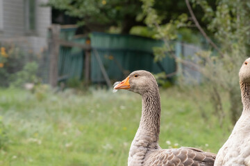 Portrait of a gray domestic goose.Grazing geese on the grass on a summer day.The concept of poultry farming.