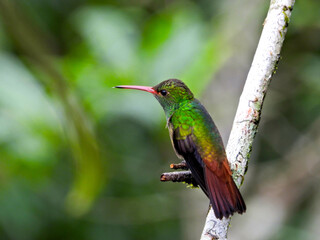 Rofous-tailled hummingbird