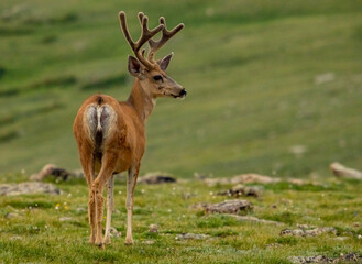Mule Deer Looks Out Over The Tundra