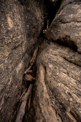Logs Fill A Deep Crevasse Along A Narrow Trail In Canyonlands