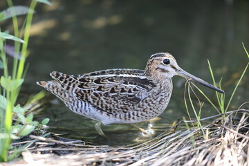 Pintail Snipe (Gallinago stenura) juvnile in Japan
