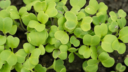 たくさん発芽した畑に植えた種