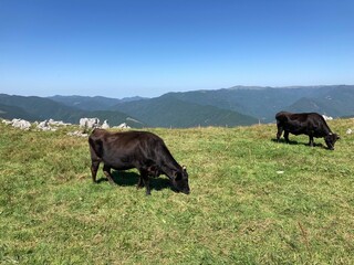 cows in the field