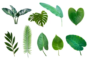 Afwasbaar Fotobehang Tropische bladeren Set of Tropical green leaves isolated on white