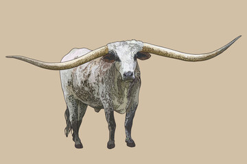Drawing texas longhorn, exotic, art.illustration, vector
