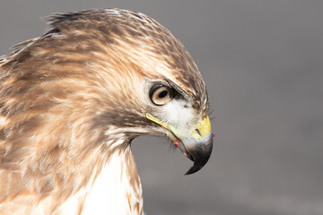 Red-tailed Hawk Close-up right Facing