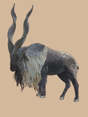 Drawing markhor goat mounthain, , longhorn, art.illustration, vector