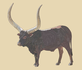 Drawing wild africa ankole, longhorn, art.illustration, vector