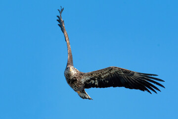 Eagle-Juvenile