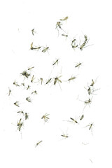 Dead mosquitoes on white background