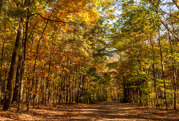 colorful autumn  foliage of trees lined along  a country road
