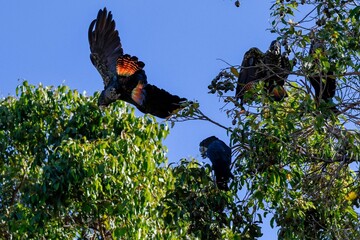Retailed black cockatoo