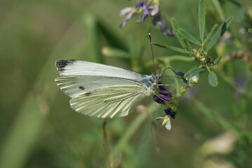 SONY DSC