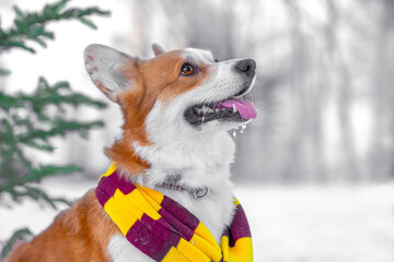Satisfied corgi dog joyfully stuck out his tongue, looks owner in winter snowy forest, green pine tree in a warm bright scarf. Family country Christmas holiday with pets. Winter fairy tale of miracle