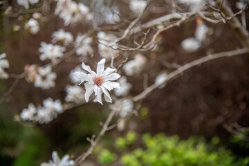 flowers in the garden