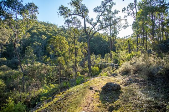 Collie WA On The Wilman Bilya Hiking Track