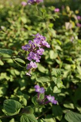 Fototapeta na wymiar Flower Plant Petal Purple Terrestrial plant Groundcover
